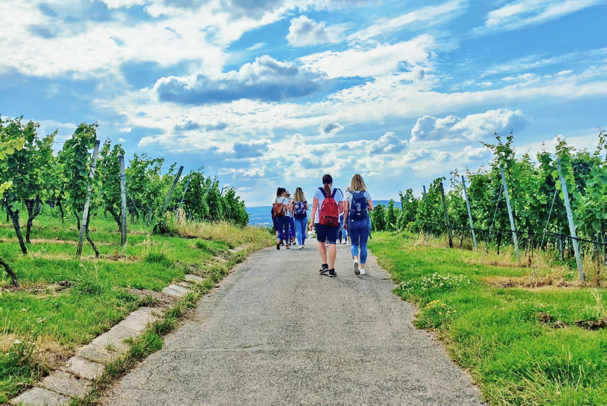 Wine Tour in Heilbronn