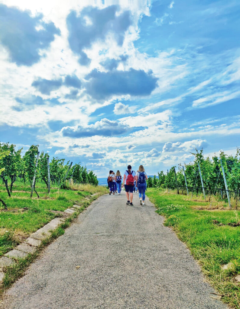 Wine Tour in Heilbronn