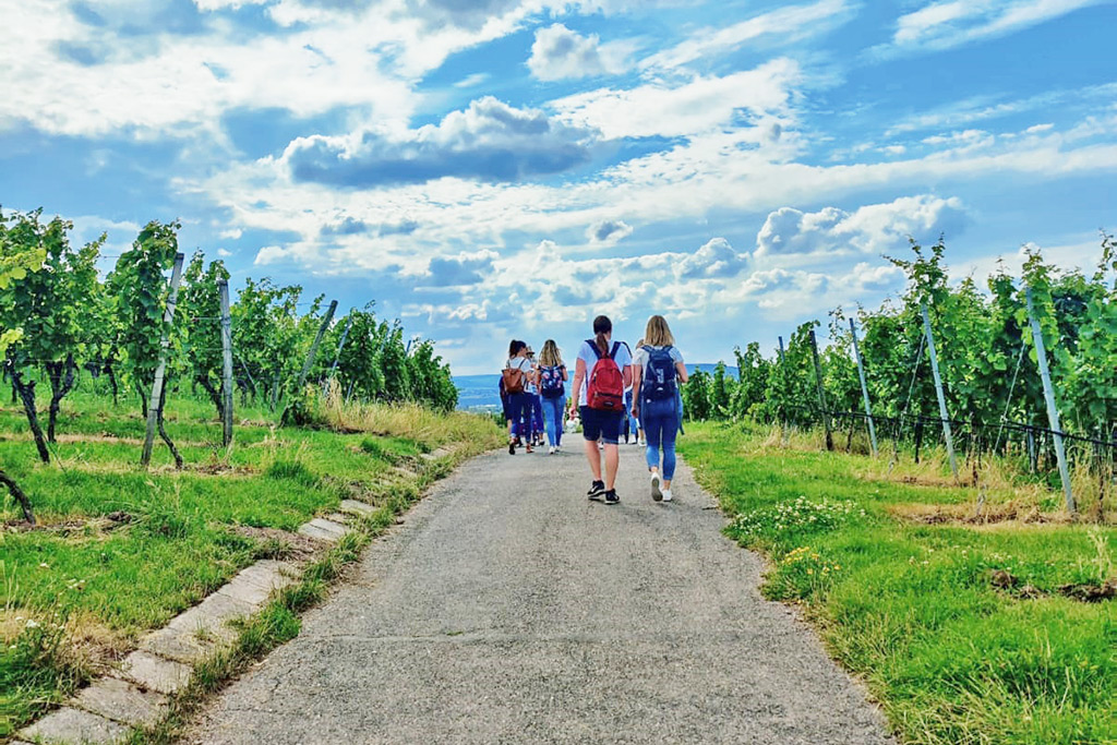 Wine Tour in Heilbronn